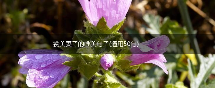 赞美妻子的唯美句子(通用50句),第1张