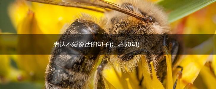表达不爱说话的句子(汇总50句),第1张