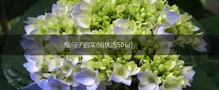缩句子的实例(优选50句),第1张