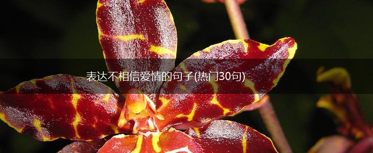 表达不相信爱情的句子(热门30句),第1张