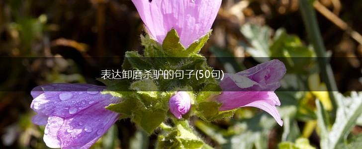 表达卸磨杀驴的句子(50句),第1张
