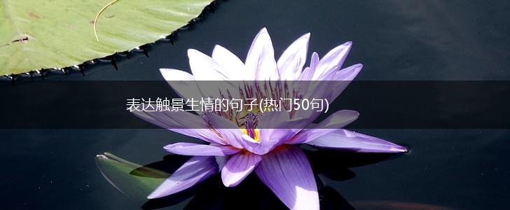 表达触景生情的句子(热门50句),第1张