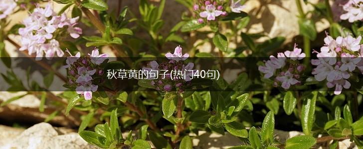 秋草黄的句子(热门40句),第1张