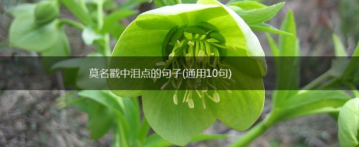 莫名戳中泪点的句子(通用10句),第1张