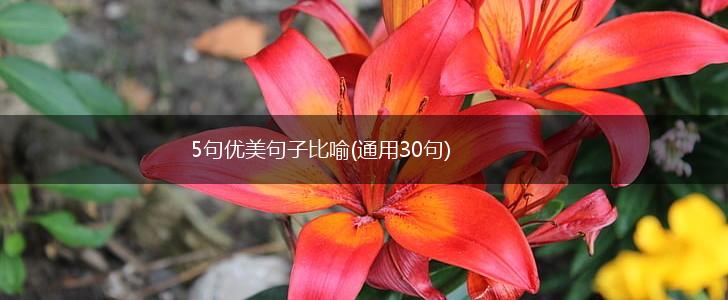 5句优美句子比喻(通用30句),第1张