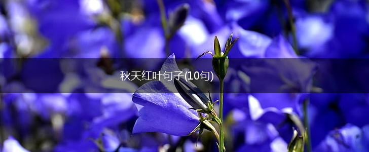 秋天红叶句子(10句),第1张