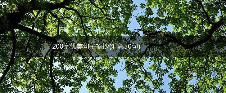 200字优美句子摘抄(汇总50句),第1张