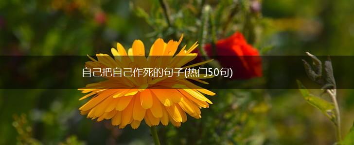自己把自己作死的句子(热门50句),第1张