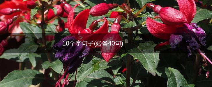 10个字句子(必备40句),第1张