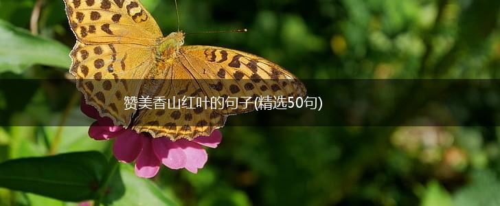 赞美香山红叶的句子(精选50句),第1张