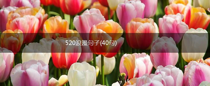 520浪漫句子(40句),第1张
