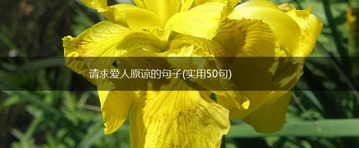 请求爱人原谅的句子(实用50句),第1张