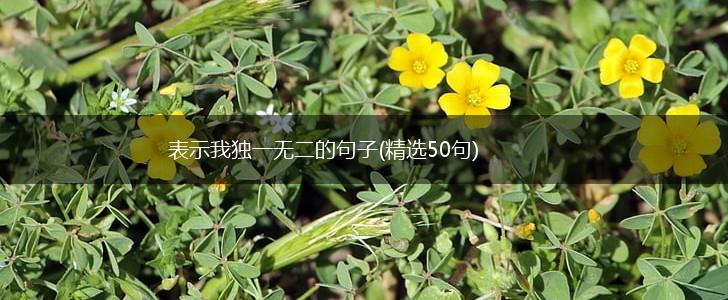 表示我独一无二的句子(精选50句),第1张