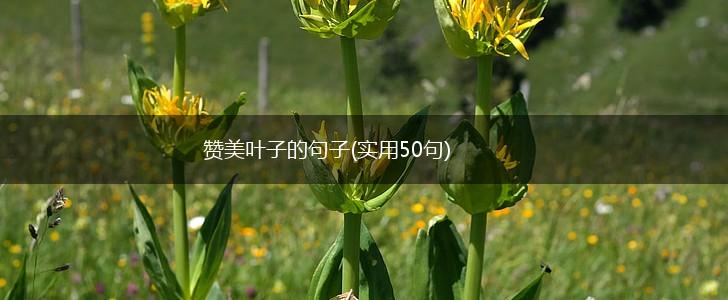 赞美叶子的句子(实用50句),第1张