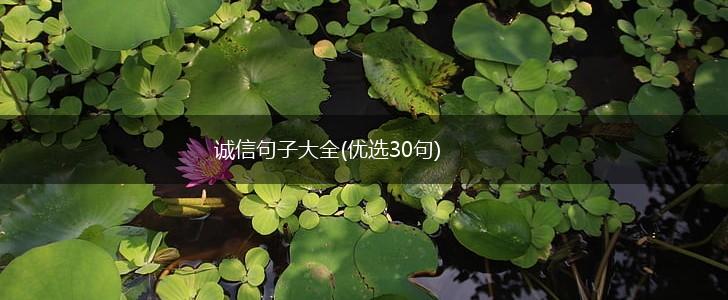 诚信句子大全(优选30句),第1张
