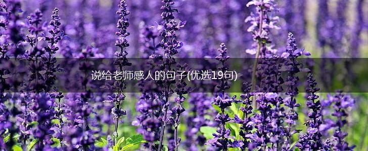 说给老师感人的句子(优选19句),第1张