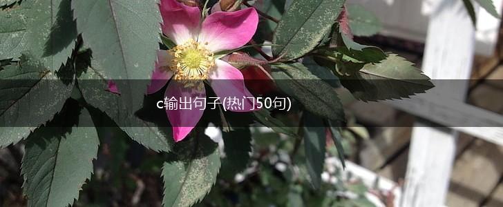 c输出句子(热门50句),第1张
