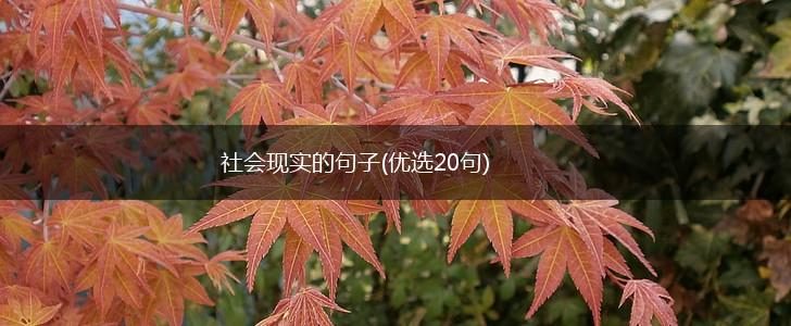 社会现实的句子(优选20句),第1张
