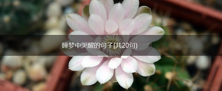 睡梦中哭醒的句子(共20句),第1张
