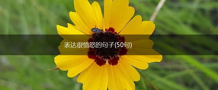 表达很愤怒的句子(50句),第1张
