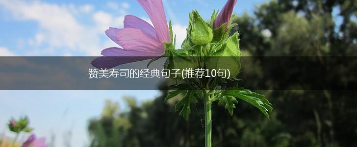 赞美寿司的经典句子(推荐10句),第1张