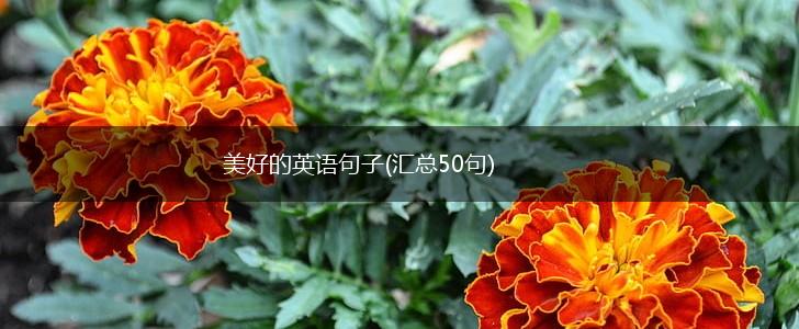 美好的英语句子(汇总50句),第1张