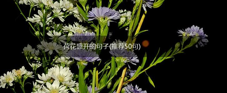 荷花盛开的句子(推荐50句),第1张