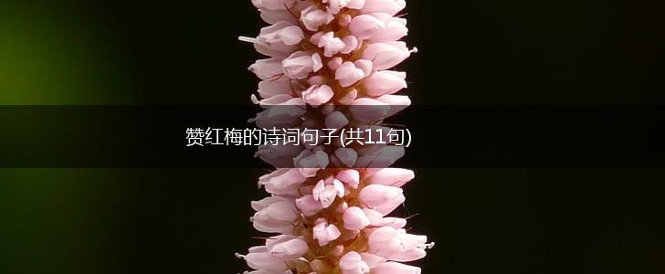 赞红梅的诗词句子(共11句),第1张