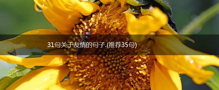 31句关于友情的句子.(推荐35句),第1张