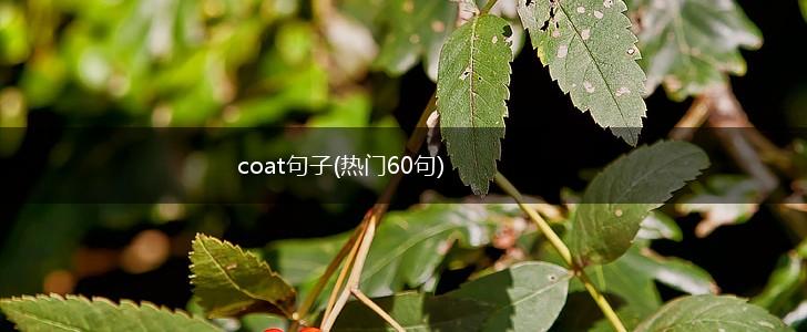 coat句子(热门60句),第1张