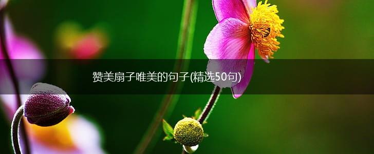赞美扇子唯美的句子(精选50句),第1张