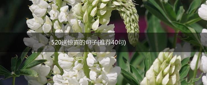 520送惊喜的句子(推荐40句),第1张