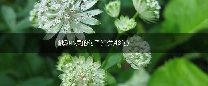 触动心灵的句子(合集48句),第1张