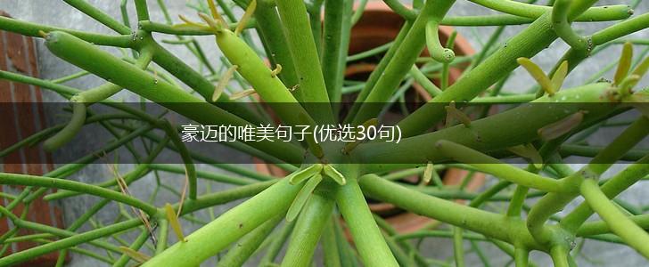 豪迈的唯美句子(优选30句),第1张