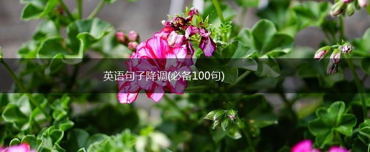 英语句子降调(必备100句),第1张