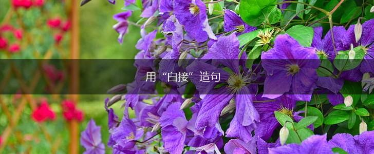 用“白接”造句,第1张