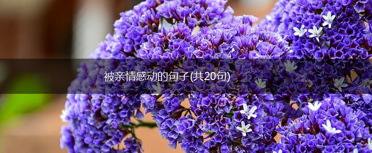 被亲情感动的句子(共20句),第1张