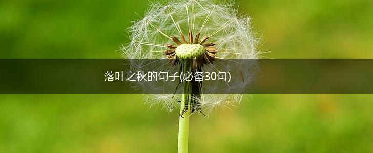 落叶之秋的句子(必备30句),第1张