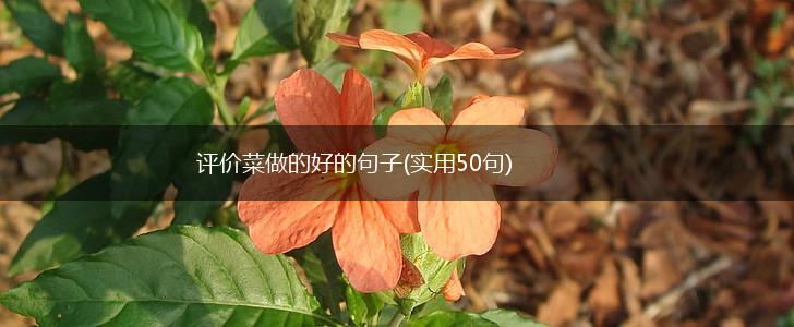 评价菜做的好的句子(实用50句),第1张