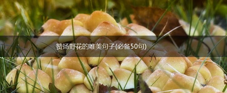 赞扬野花的唯美句子(必备50句),第1张