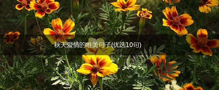秋天爱情的唯美句子(优选10句),第1张