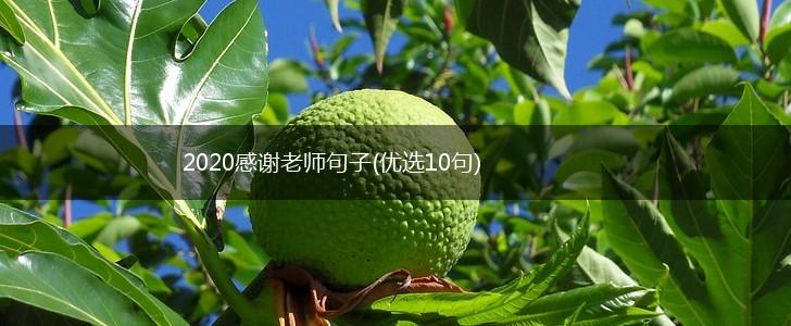 2020感谢老师句子(优选10句),第1张