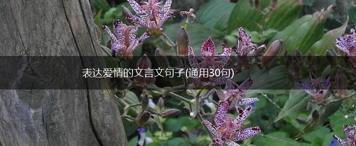 表达爱情的文言文句子(通用30句),第1张