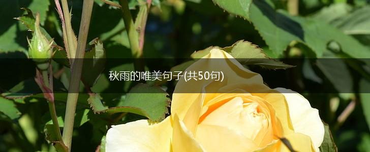 秋雨的唯美句子(共50句),第1张