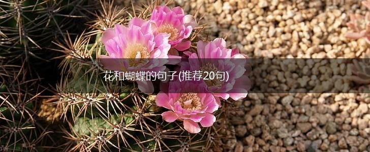 花和蝴蝶的句子(推荐20句),第1张