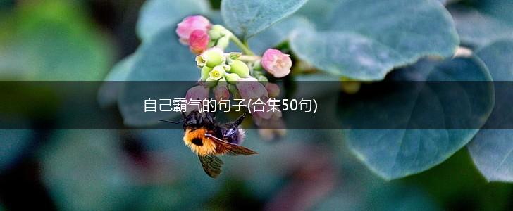 自己霸气的句子(合集50句),第1张