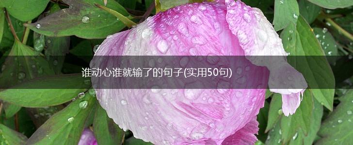 谁动心谁就输了的句子(实用50句),第1张