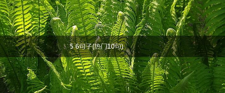 5 6句子(热门10句),第1张