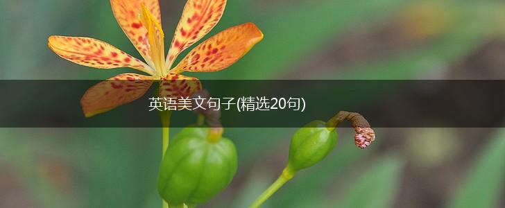 英语美文句子(精选20句),第1张