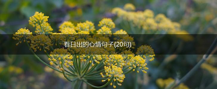 看日出的心情句子(20句),第1张